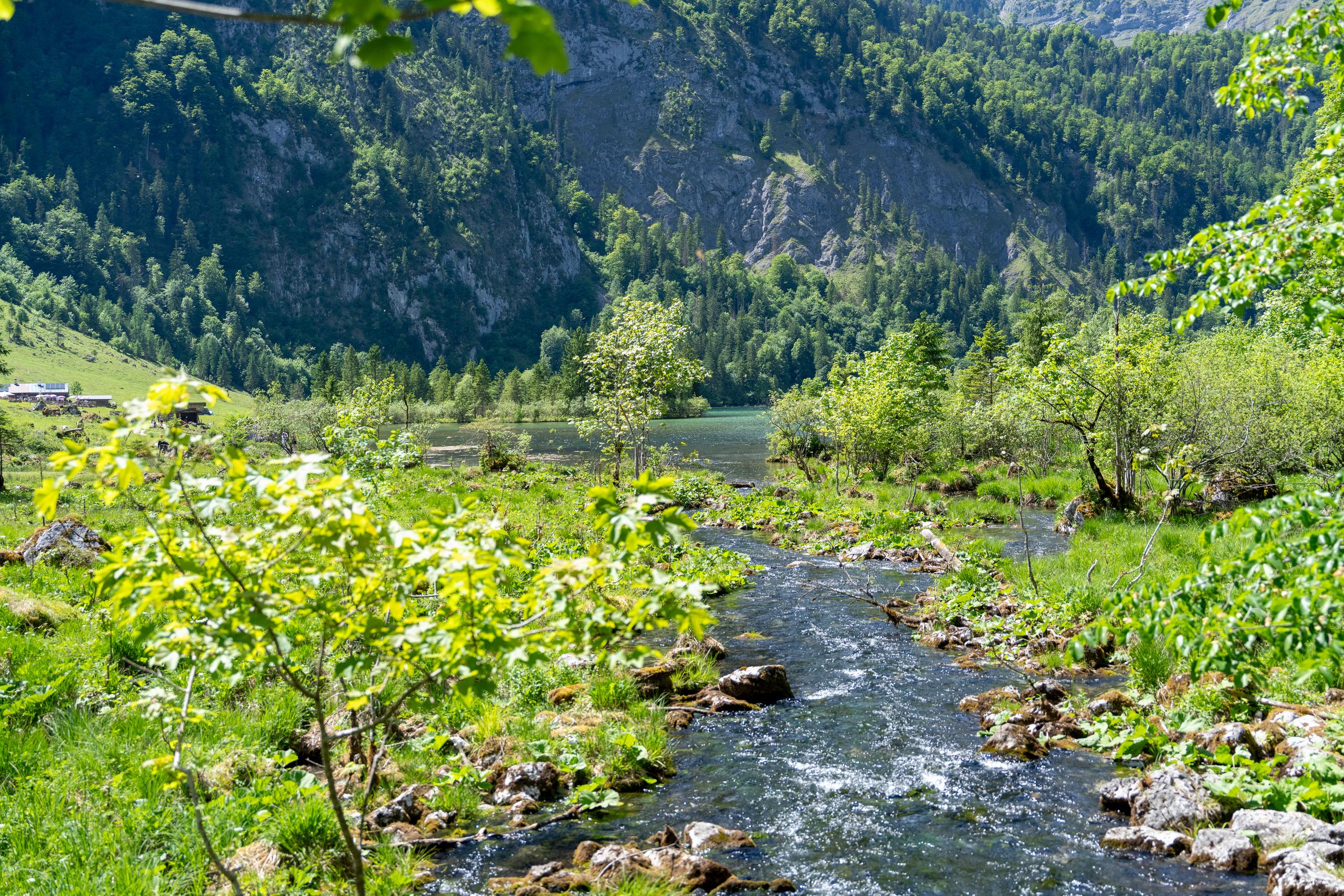 A clear stream winds from the front of the frame to a lake in the distance. The water stirs up white splashes among the rocks. The stream is lined with green grass-covered riverbanks and scattered stones. There is a tree with a slender trunk and leaves illuminated by the sun in the front left. There are several wooden houses in the distance on the left bank. At the end of the stream is a steep rock-walled valley covered with coniferous forests. Leaves hang down from the top of the frame.