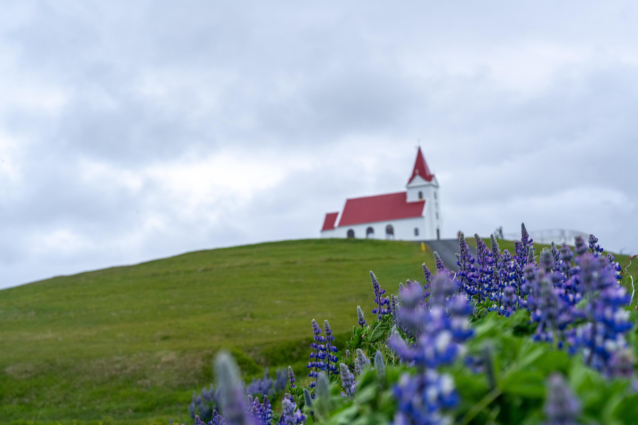 A small white church is located on the top of a green hill. The red roof and red steeple are very conspicuous. The foreground of the frame is a large grassy slope full of purple lupine flowers. The flowers are blurred due to the depth of field. The sky is gray-white clouds, and there is a path leading to the church on the grass and a white short guardrail.