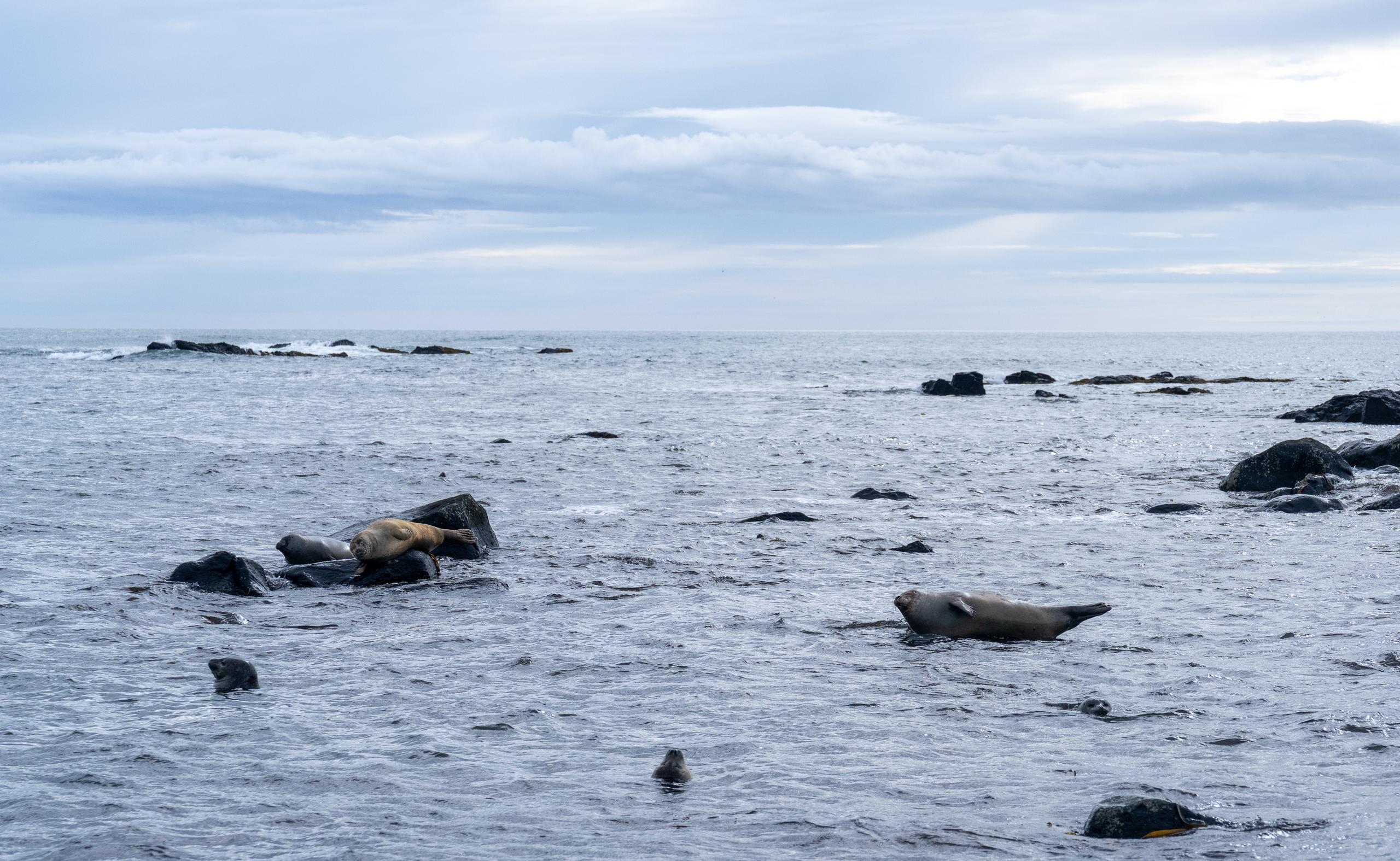 The reef waters of the sea on a cloudy day: a light brown seal lies on a reef on the left, and a dark seal is curled up next to it; another seal floats half of its body upright in the water on the right, and seals are also lying on several rocks. A small seal has just exposed its head on the water surface nearby; the sky is gray-white stratus clouds.