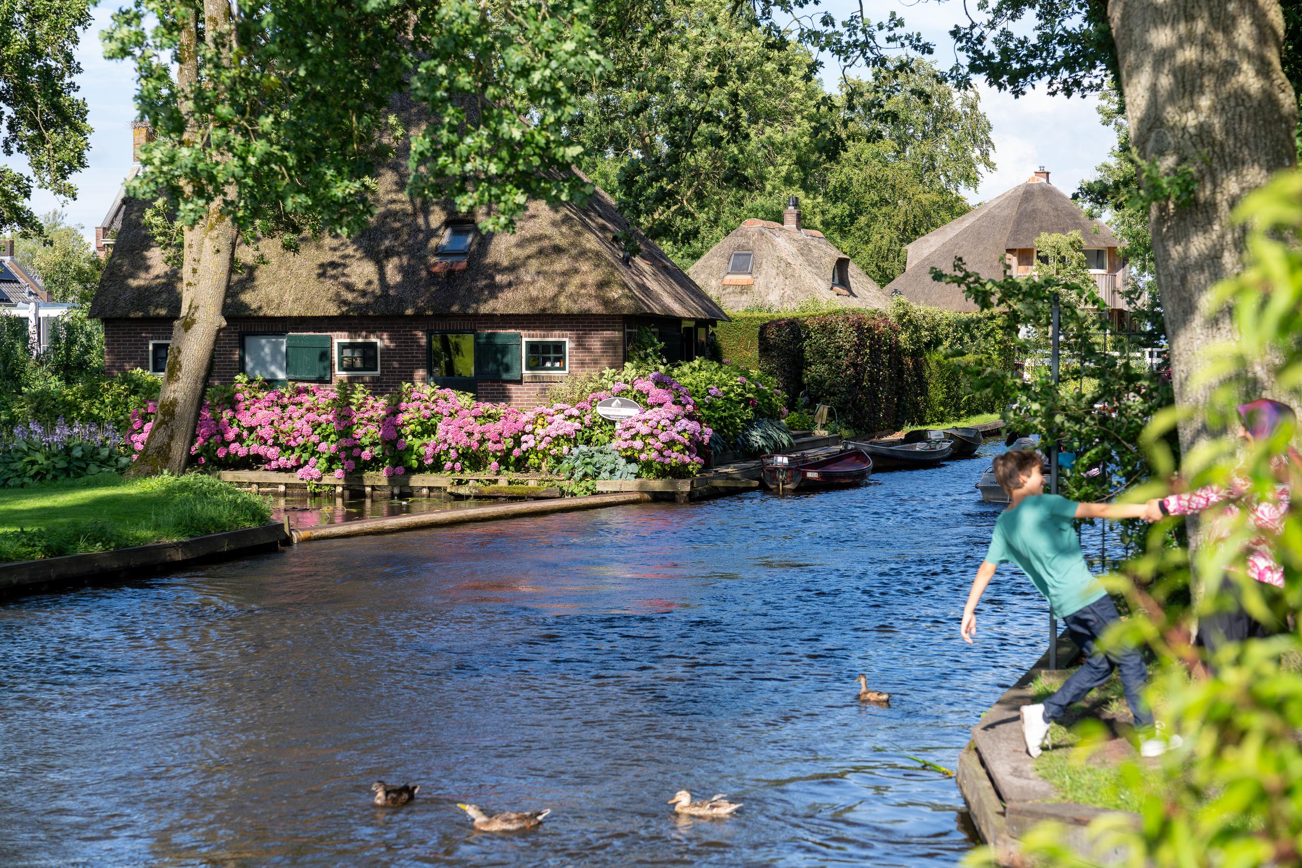 Next to the village water channel in summer: The upper part is covered by the dense branches of big trees. On the opposite bank is a traditional house with brick walls and a large reed thatch roof. The bank in front of the house is covered with large blooming pink hydrangeas. There are several small wooden boats parked next to the wooden boardwalk on the shore, and there are a few wild ducks on the water. On the right bank, a boy in a green T-shirt stands at the water's edge and leans forward, as if he wants to throw something or feed the ducks.