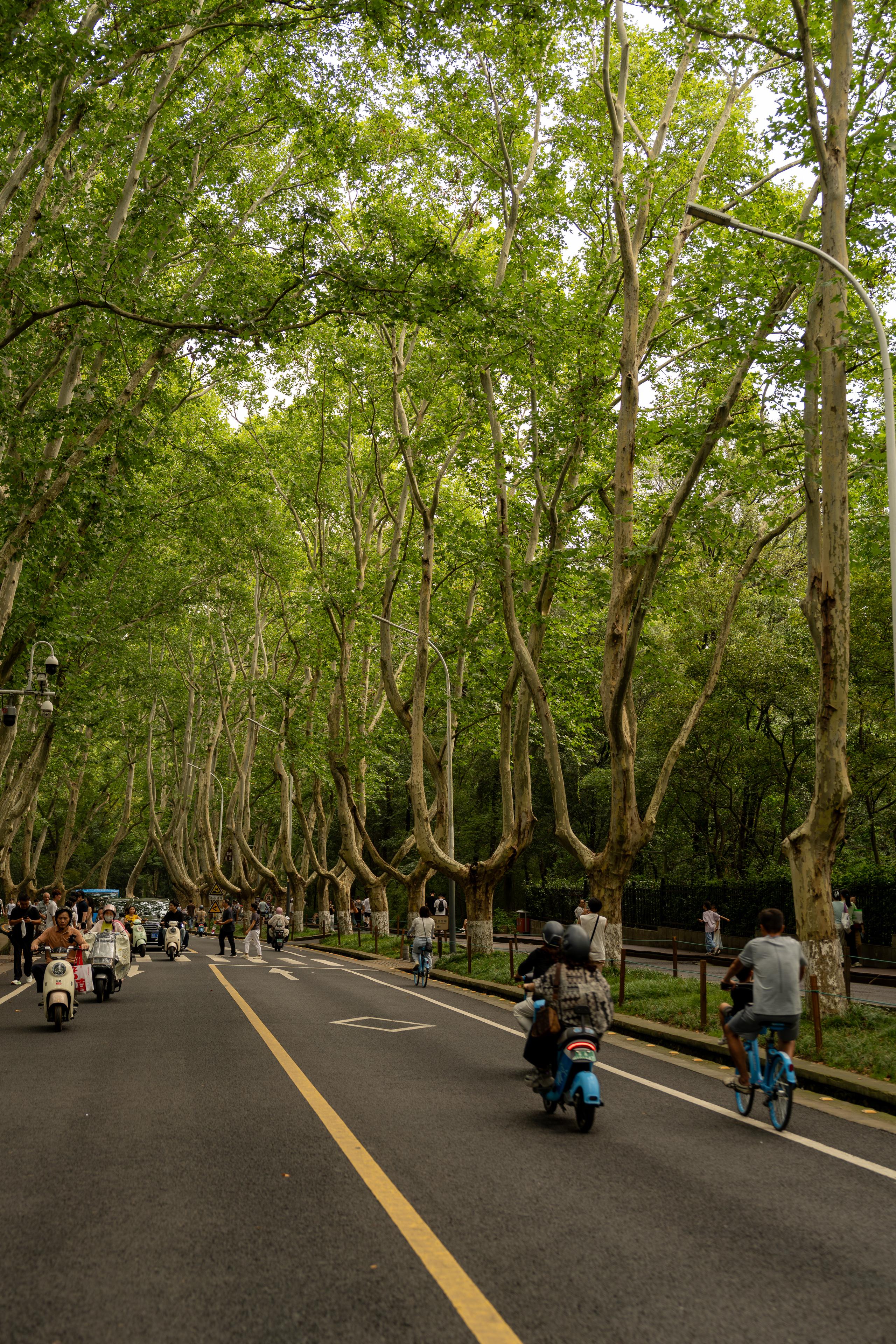 A city street under the green shade of summer: there are rows of tall plane trees on both sides, and the dense branches and leaves gather together to form a green tunnel above the street; the road is an asphalt road with a solid yellow line and a white dotted line in the middle. There are several people riding electric scooters and bicycles on the road, and one person is riding a blue bicycle in the front right; there are also pedestrians on the sidewalk on the left, and the light shines through the leaves and casts mottled light and shadow.