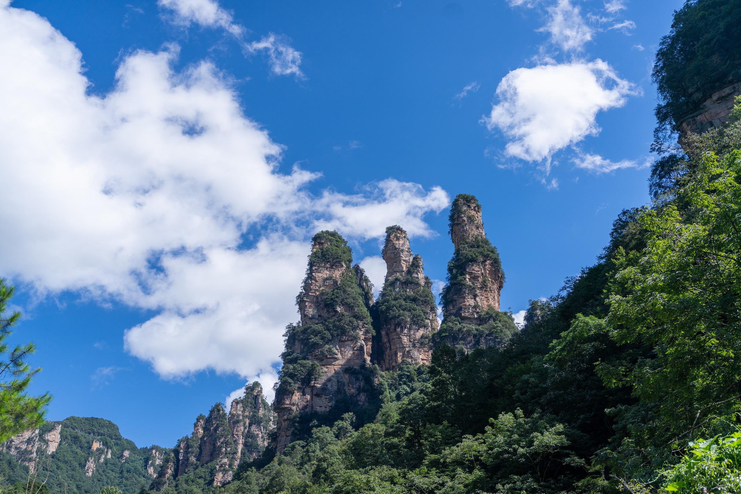 A group of stone pillar-like peaks under a clear blue sky: Three towering, almost vertical stone pillar-like mountains stand on the right side of the center of the frame. The rock walls are grey-brown and the surface is covered with longitudinal textures. Green trees grow between the tops and gaps of the stone pillars. They are surrounded by dark green forest slopes. The sky is blue, with large white fluffy cumulus clouds floating in the air.