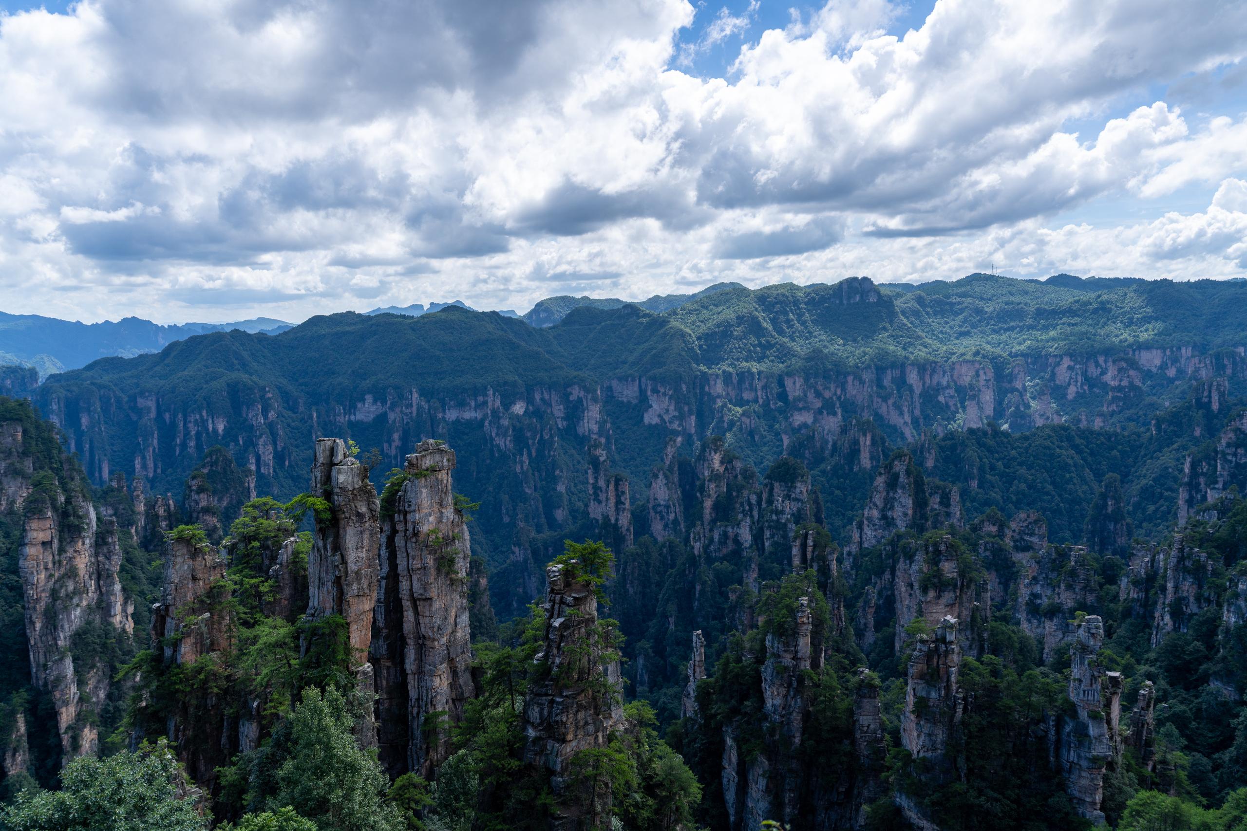 Panoramic view of the peak forest from a high place: countless densely packed quartz sandstone pillars rise from the deep valley. The pillars are grey-brown, with vertical grooves and weathering marks on the surface. Green trees grow in the gaps between the pillar tops and the pillar bodies. The mountains in the distance extend to the horizon in layers. The tops of the mountains are flat and the slopes are covered with forests. There are thick clouds in the sky, revealing a few patches of blue sky. The foreground at the bottom of the frame is a dark green tree crown.